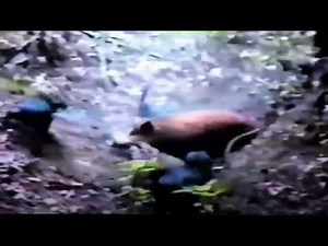 Hog hunting Dorsey's Boss Hog catch 4