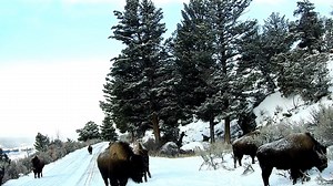 2.8K views · 252 reactions | The Bison Jam. By Waldo Montgomery | Legend Of Lamar Valley/The Valley Of Wolves | Facebook