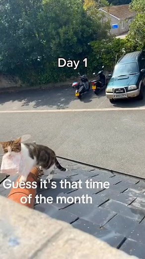 Mini cow adorable🥰#funny #animal #behavior #cow #babycow #minicow #cute #🤣🤣🤣 | Animal Lovers