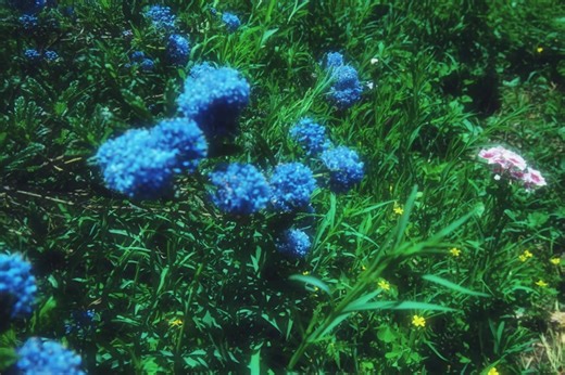 Blue blue.#blue #clouds #soothing #healing #relaxing #nature #sky #flowers #blueflowers #aesthetic #dreamy #loveandpeace