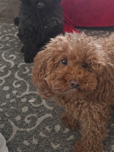 LadyBug (@pumpkinpahyuladybug)’s videos with original sound - LadyBug