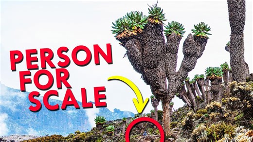 The Tree Impersonator That’s Climbing Kilimanjaro