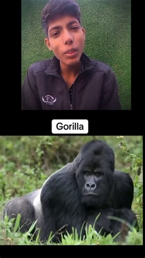 “Animals Yawning… BUT WHY SO SCARY?! 😨🐍🦁 #animals #yawn #yawning #animalreaction #reactionshort