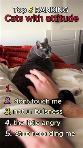 Top 5 Funniest Cat Attitude Moments