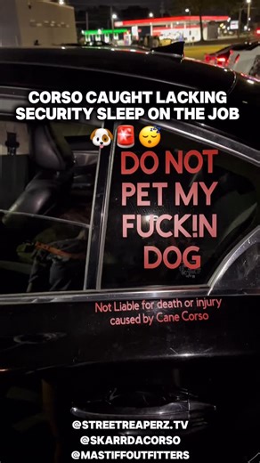 Street Reaperz l Entertainer🏎️🔥💨 on Instagram: "SkaRR in the car on duty… but snoozing 😴 Should I fire him or just write him up with a warning? 🤔😂 🎥 Collab: @Mastiffoutfitters 🚫 “DO NOT PET” decal — @MastiffOutfitters 🐕‍🦺 ProGuard Collar — @MastiffOutfitters 🏎️ Follow:// @streereaperz.tv 🐾Follow:// @mastiffoutfitters 📸 DASHCAM Link in Bi0 🔗 💬 Like, Comment & Share for more 🏁 🏁 🏁 🏁 🏁 #mastiffoutfitters #streetreaperztv #carenthusiast #carmeet #canecorso"