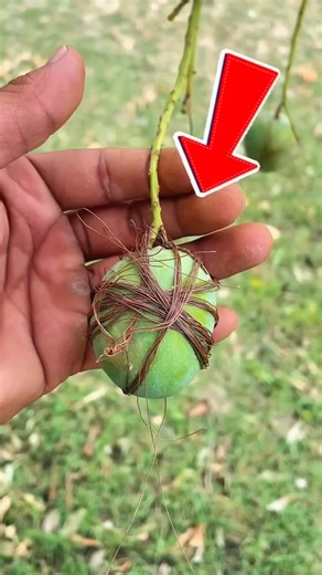 Mango experiment video🥭