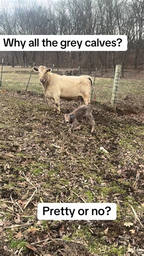 Why Are We Getting Gray Calves on the Farm?