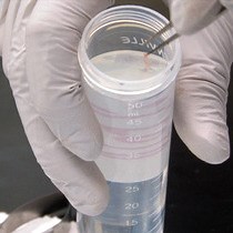 Video: Co-localization of Cell Lineage Markers and the Tomato Signal