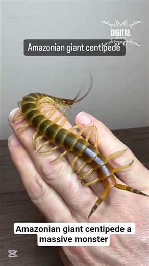 TOP 4 VENOMOUS CENTIPEDES YOU'LL NEVER WANT AS A PET 😱🦂 #shorts #shortvideo #insects