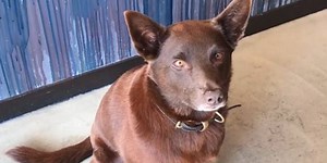 1.5K views · 15 reactions | We caught up with Phoenix, star of Red Dog: True Blue, ahead of its Boxing Day release. He wasn't super chatty. | Student Edge | Facebook