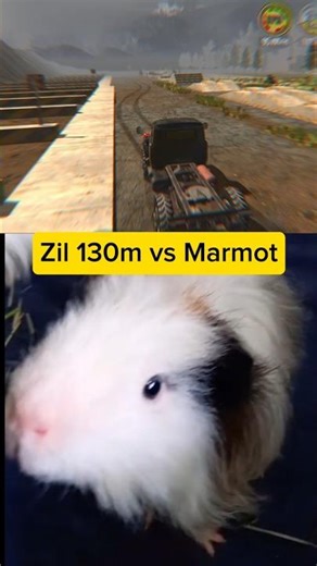 Zil 130m vs Guinea pig(marmot) | RTHD 14.6