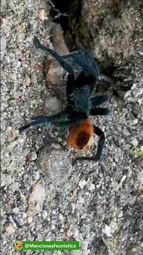 #Tarantula | The guardian of the soil | Theraphosidae