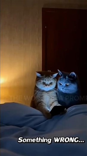 Cats Are Built Different fr fr 🗿 #funny​​​​​ #viral​​​​​ #shorts​​​ #cats #shortsfeed​​​ ​#fyp​​​​