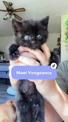 Adorable Black Baby Kitten Compilation Video