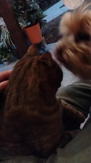 ___SCOOTER___ (@handicapped_hippy)’s videos with original sound - songwriterCHRIS
