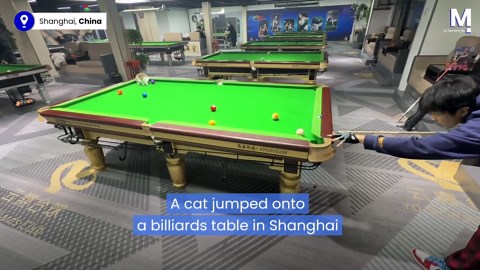 Cat crashes billiards match in Shanghai