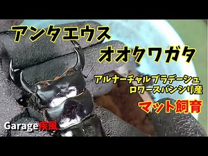 アンタエウスオオクワガタ羽化 マット飼育で大型をめざせ！ #クワガタ