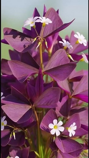 Do Plants Sleep at Night? The Science of Nyctinasty