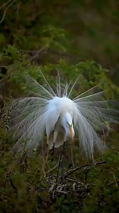 1.4K views · 162 reactions | A Great Egret showing off its nesting spot! During breeding season Great Egrets dress up with a neon green patch of skin their face and long, lacey plumes known as aigrettes. : Russell Mav | Florida Wildlife Corridor Foundation | Facebook