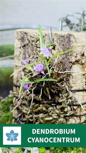 DENDROBIUM CYANOCENTRUM