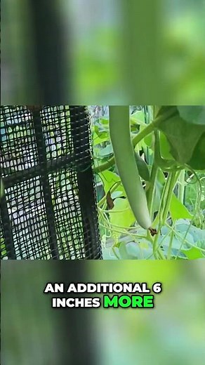 Gourd Growth: Watch this gourd grow 6 inches in one day!