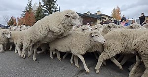 Thousands gather in Ketchum for annual Trailing of the Sheep Parade down Main Street