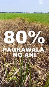 #SyngentaPH #BPH #Chess | Syngenta