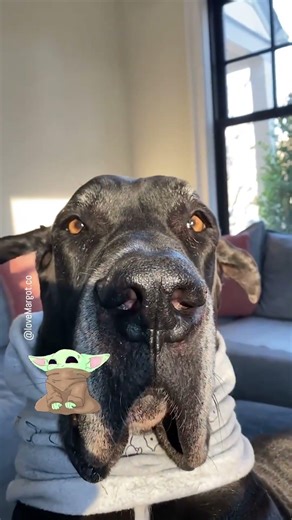 How about Yoda eyes and ears?! 🤔