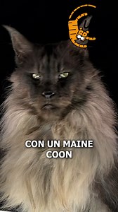 El gato que habla contigo 🗣 | CurioZoo