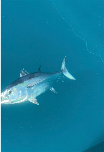 Exciting Tuna Fishing Techniques for Offshore Adventures