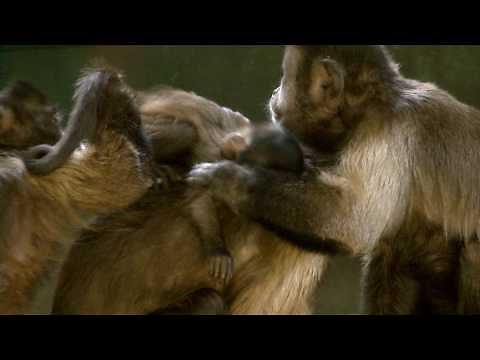 Capuchin Monkey Babies at Living Links