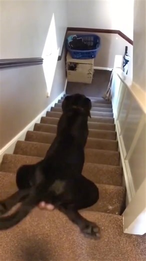 The Funniest Dog Fails You'll See Today! 💥