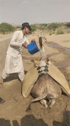 ابن مزارع يملأ وعاء الطعام بالماء فوق الجمل في الصحراء.