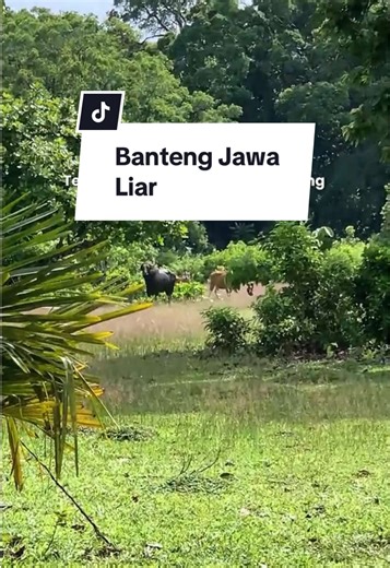 Mengunjungi Banteng di Taman Nasional Ujung Kulon