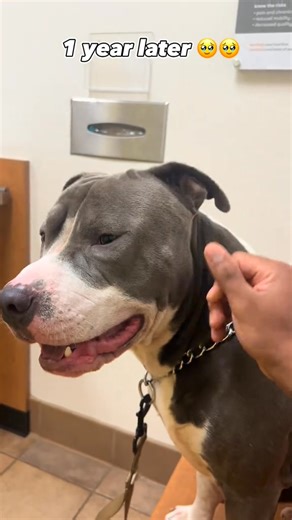 2.2K views · 54 reactions | They grow up so fast 凉 #fyp #bluenose #staffordshire #puppy #whateverbreedpeoplesay #buka #nose #funny #pit #bully #vet #houston #dogsofinstagram #pitbull #dog #explore #goofy #blue #pets | Walker Nielsen | Facebook