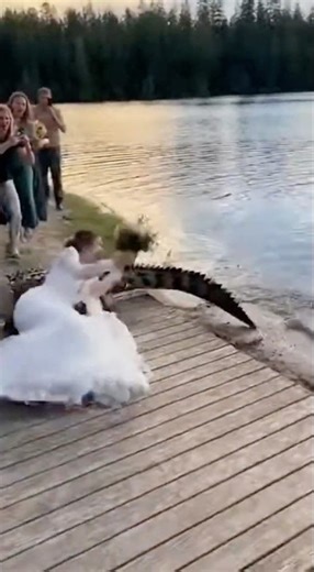 The large crocodile grabs the bride