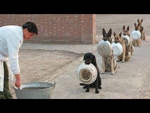 Chinese Dogs Obediently Line Up And Patiently Wait For Their Meal!