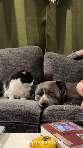 Sibling Wrestling Fun with Funny Dogs