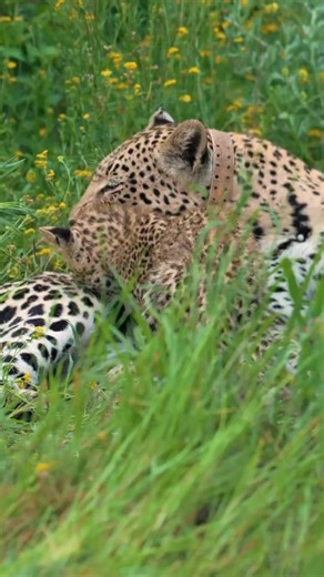 Adorable African Leopard cub with it'd Mother