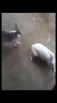 Rabbit Mating with cat