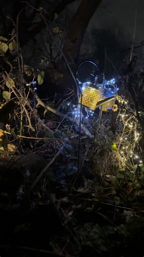 Secure dog field? We are not just a paddock we are 11 acres with a secret wooded area. More like your dog’s VIP woodland kingdom. Secret fairy village included. Magical mushrooms optional… unless your dog insists on sniffing every single one. | Doggyvip