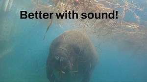 41K views · 1.3K reactions | Manatee munchies! A manatee visited the Key West Aquarium for a quick lunch today. Seagrass torn up from rough weather last night gathered in our outdoor exhibit and made the perfect fast food for this manatee. Listen closely and you can hear it chew! . . . #Manatee #KeyWest #KeyWestAquarium #Snacks #MarineLife #Ocean #Sealife #Florida #ConchRepublic #MallorySquare | Key West Aquarium | Facebook