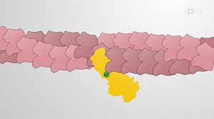 Video: Actin Filament Depolymerization