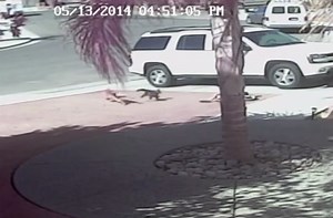 Heroic cat saves little boy from vicious dog attack