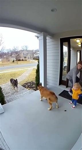 Hero Dog Protects Toddler from a Stray Dog — Caught on CCTV #viralstory