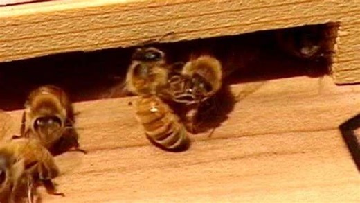 Why you should appreciate pollen and the honey bee this spring season