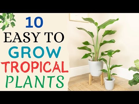 10 Easy To Grow Tropical Plants | Tropical Indoor Plants | Everything About Plants.
