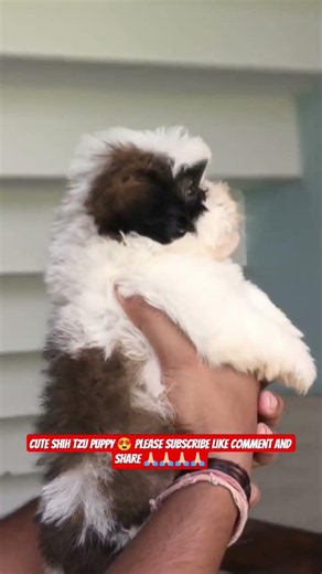 Shih Tzu Cute Puppy 🐶 | 10 Amazing Facts About This Adorable Dog Breed ❤️ #shorts #ashishsaxena