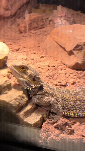 He sleeps in the oddest ways. Bedtime. #beardiesoftiktok #heisenberg #beardeddragonsoftiktok