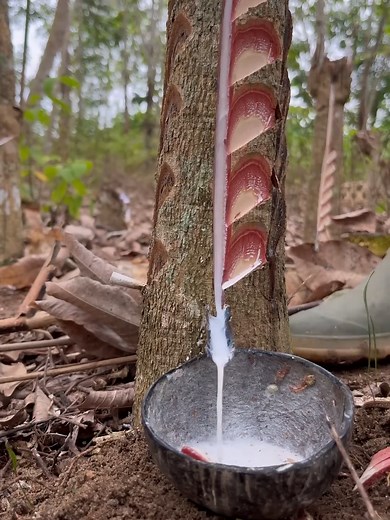 Panen getah langka. #pemburugetah #petanigetah #seluruhdunia #asmr #tree